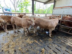 Savage Bullocks - Image 4
