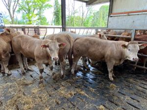 Savage Bullocks - Image 3