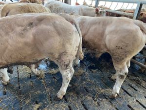 Savage Bullocks - Image 2