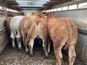 Charolais Bullocks - Image 4