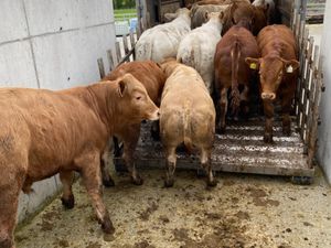 Charolais Bullocks - Image 2