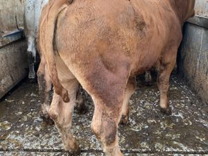 Charolais Bullocks - Image 3