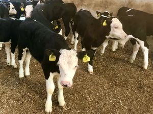 Reared Calves - Image 2