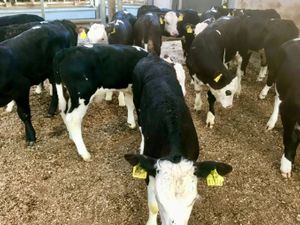 Reared Calves - Image 3