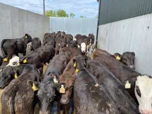 Reared Calves - Image 3