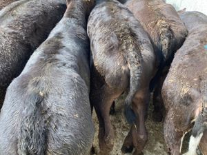 Reared Calves - Image 2