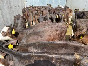 Reared Calves - Image 4