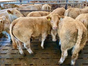 Charolais Bullocks - Image 3