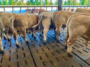 Charolais Bullocks - Image 2