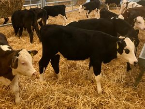 SUPER REARED CALVES - Image 3
