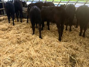 SUPER REARED CALVES - Image 4
