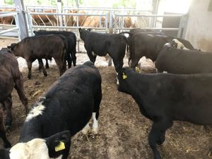 50 FRESH IN REARED CALVES - Image 4