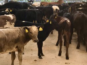 50 FRESH IN REARED CALVES - Image 3