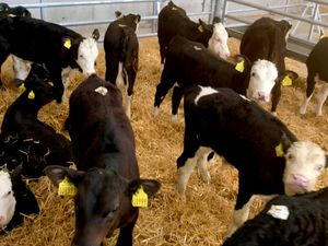 50 FRESH IN REARED CALVES - Image 2