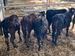 Reared Calves - Image 3