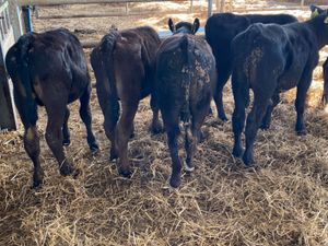 Reared Calves - Image 3