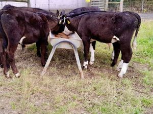 Strong Reared Bull Calves - Image 3