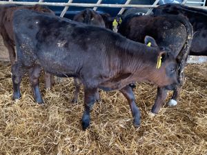 Reared Angus Bull Calves - Image 3