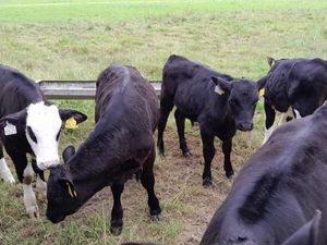 Strong Reared Bull Calves - Image 2