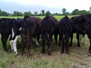 Strong Reared Bull Calves - Image 3