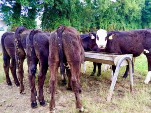 Strong Reared Bull Calves - Image 4