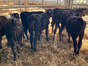 Angus Reared Bull Calves - Image 2
