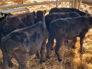 Angus Reared Bull Calves - Image 3