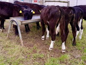 Strong Reared Calves - Image 3