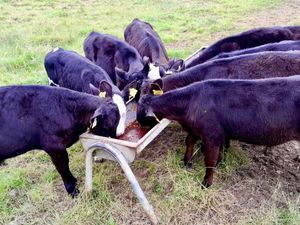Strong Reared Calves - Image 4