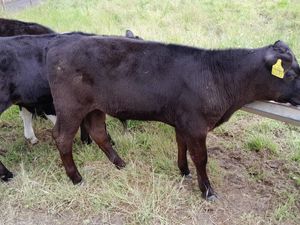 Strong Reared Calves - Image 2
