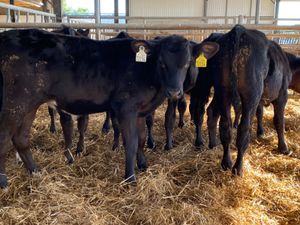 Reared Angus Bulls - Image 2