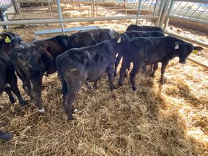 Reared Angus Bulls - Image 4