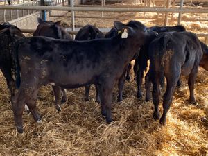 Reared Angus Bulls - Image 3