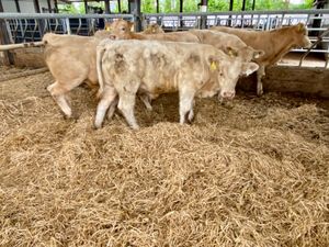 Super Bullocks - Image 4