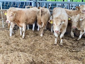 Super Bullocks - Image 3