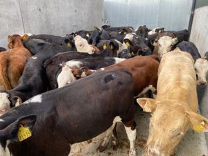 Reared Calves - Image 4