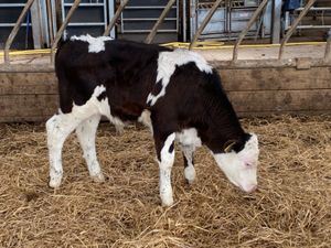 Super Simmental Reared Bulls - Image 4