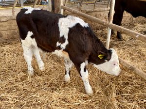 Super Simmental Reared Bulls - Image 2