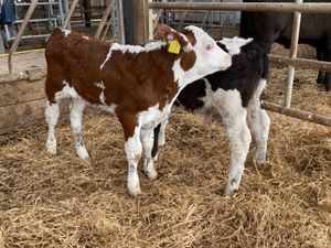Super Simmental Reared Bulls - Image 3