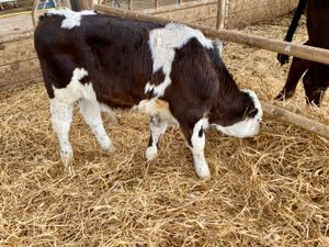 Super Simmental Reared Bulls - Image 4