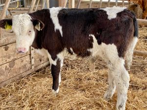 Super Simmental Reared Bulls - Image 2