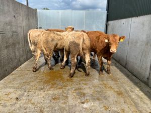 7 Smashing Bullocks - Image 2