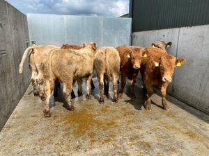 7 Smashing Bullocks - Image 4
