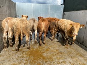 7 Smashing Bullocks - Image 3