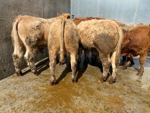 7 Smashing Bullocks - Image 2