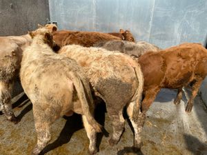 7 Smashing Bullocks - Image 4
