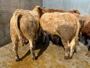 7 Smashing Bullocks - Image 3