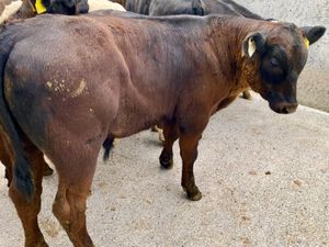 Grass Calves - Image 3