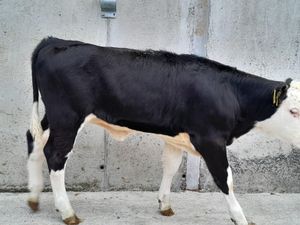 4 Heifer Runners - Image 2