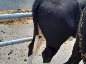 4 Heifer Runners - Image 3